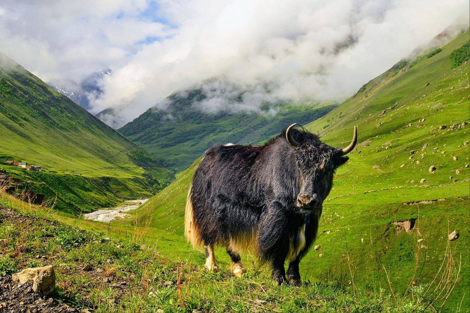 , Лесина Елена