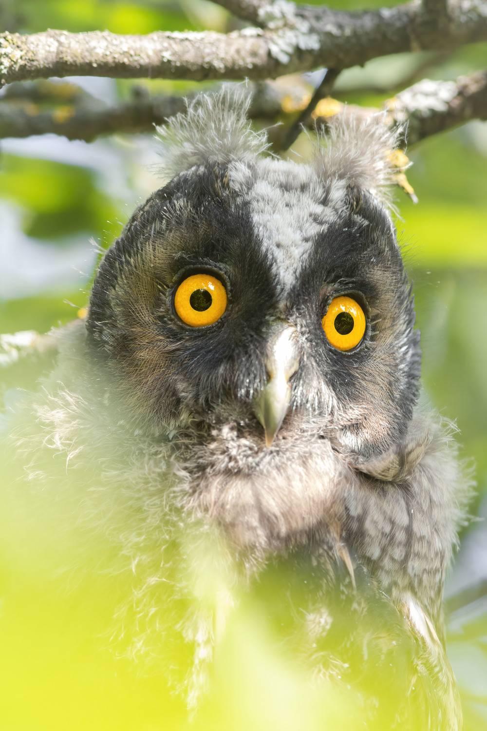 совёнок, Пронин Денис