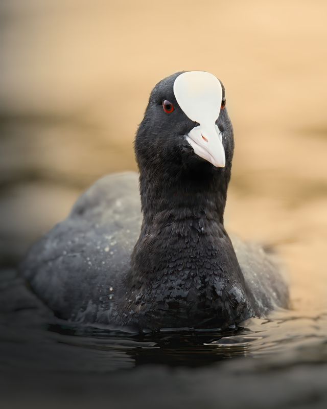 Лысуха, Fulica atra, Июль 2023 фото превью