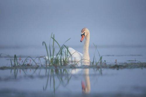 Лебединое озеро