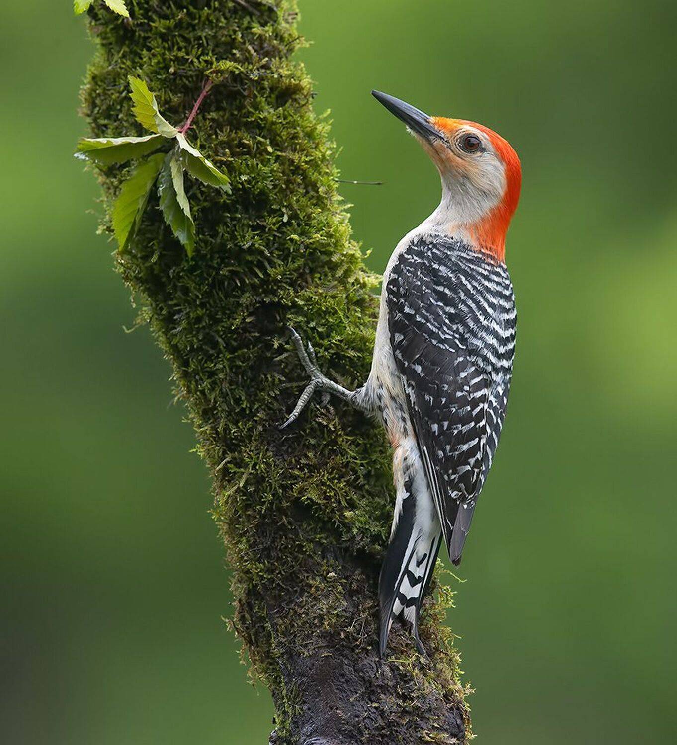 дятел, каролинский меланерпес, red-bellied woodpecker, woodpecker, Etkind Elizabeth