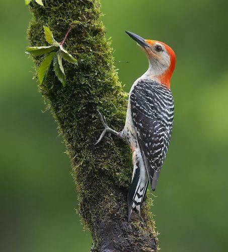 Red-bellied Woodpecker, male -Каролинский меланерпес