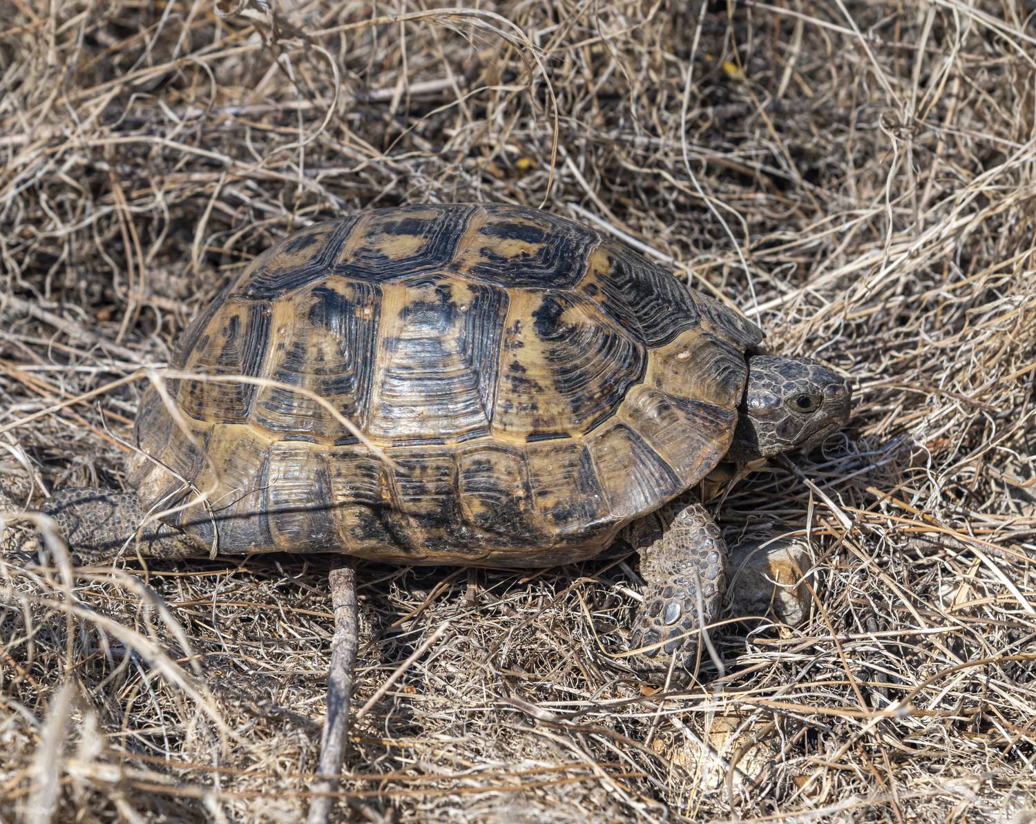 черепаха, сухопутная черепаха, Савчук Сергей