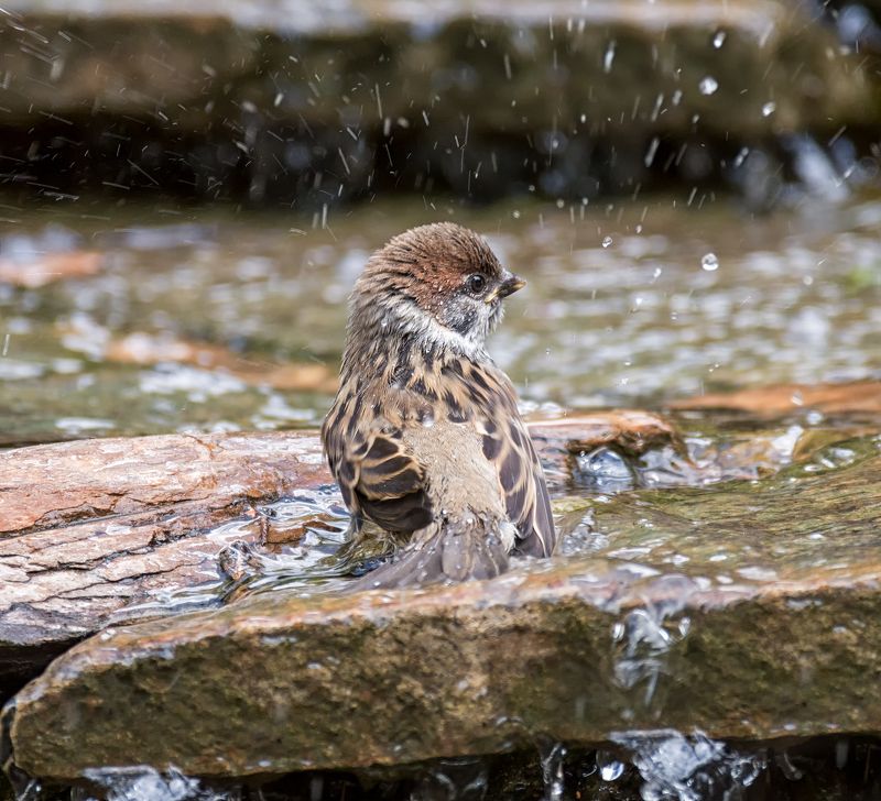 птица, птенец, воробушек, купание, жара, воробушек - малыш фото превью