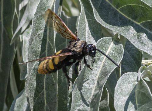 Сколия-гигант
