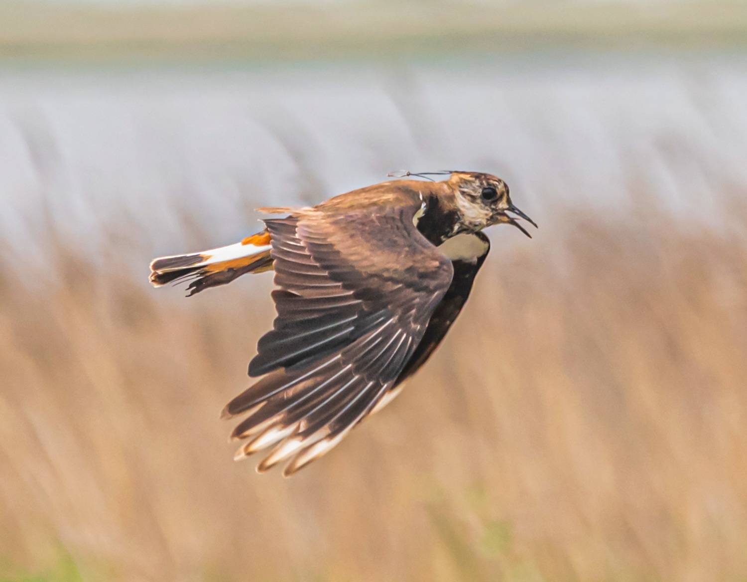 птицы, чибис, крым, лебяжьи острова, Савчук Сергей