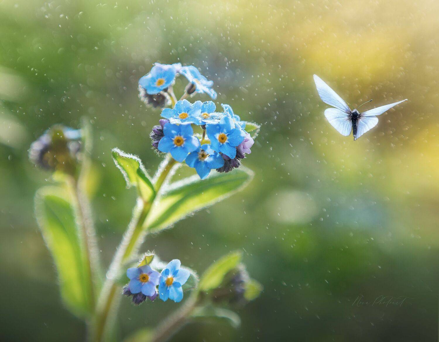 макро, природа, красота, бабочка, Svetlana Smirnova