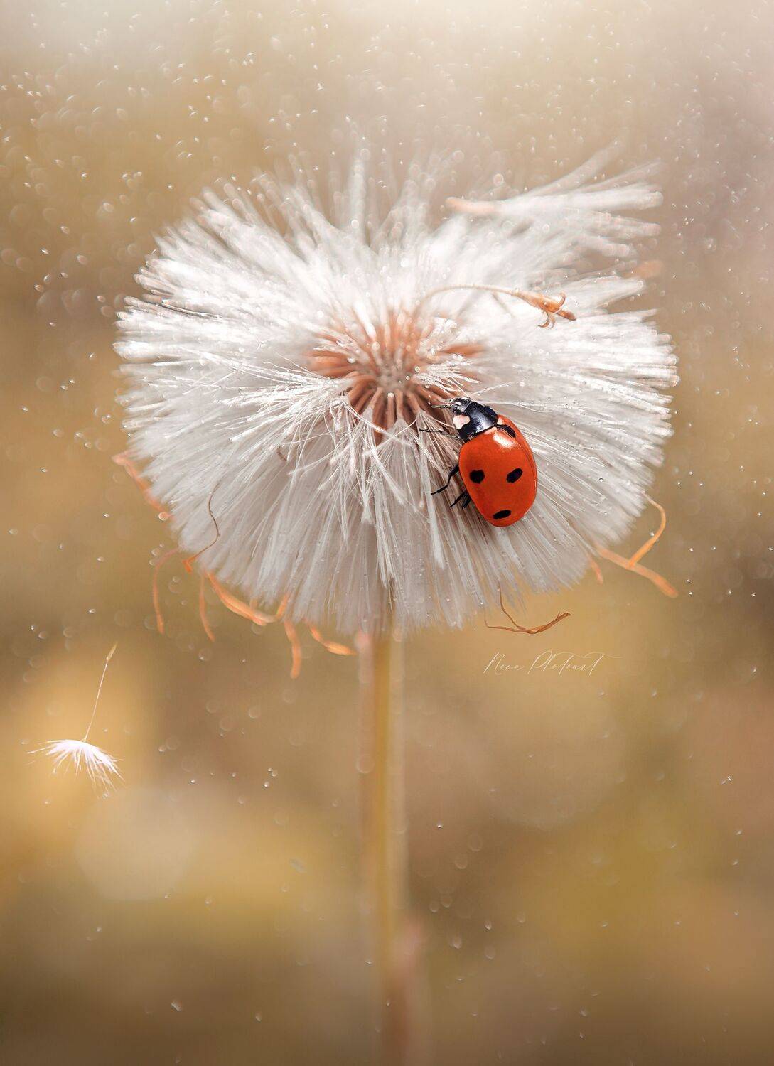 макро, макрофото, макросъёмка, макрофотография, божьякоровка, Svetlana Smirnova