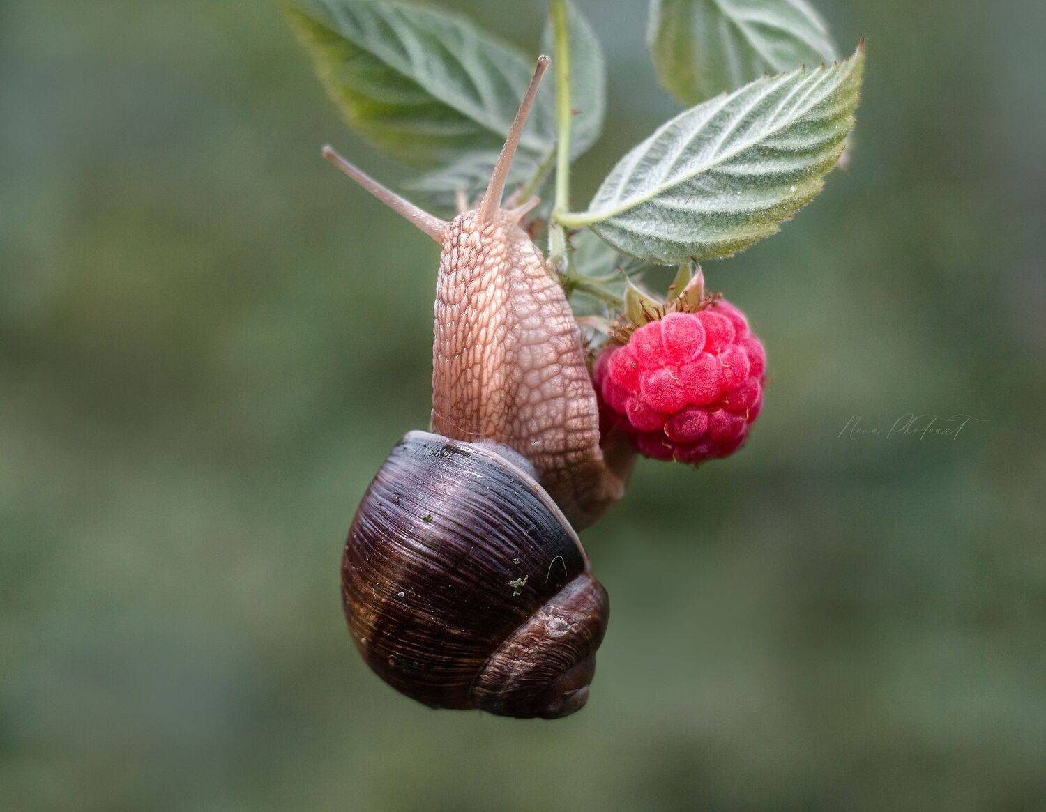 улитка, макро, макрофото, макросъёмка, макрофотография, Svetlana Smirnova