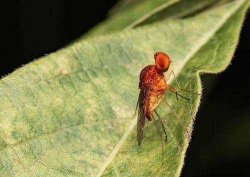 Little fly