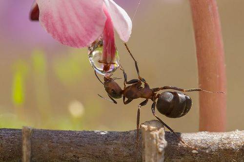 А я, и вот так умею пить...