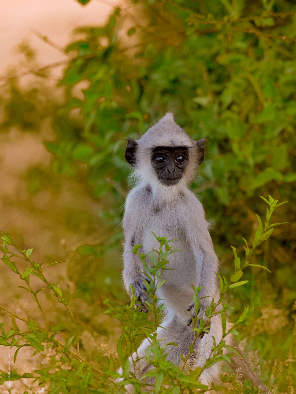 wildlife, nature, srilanka, , jazif, , ahamedjazif, monkey,  Ahamed Jazif