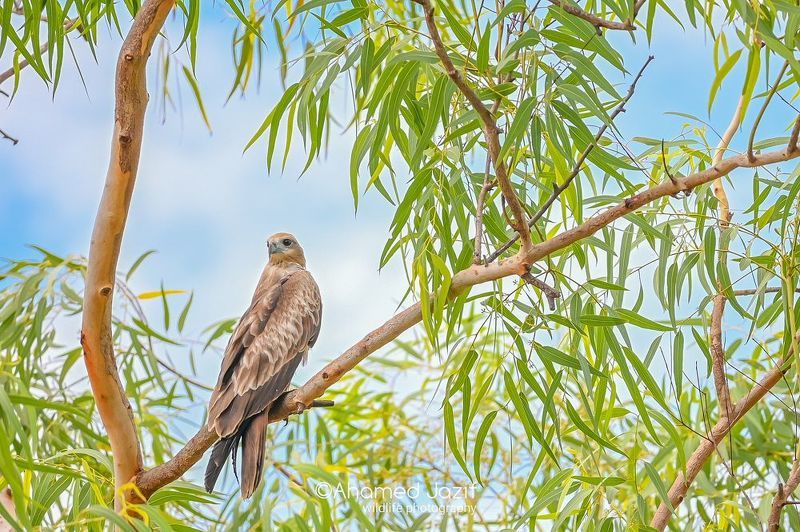 wildlife, nature, srilanka, bird, jazif  фото превью