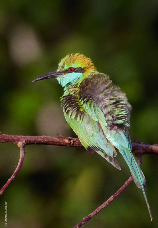 wildlife, nature, srilanka, bird, jazif fluffy фото превью