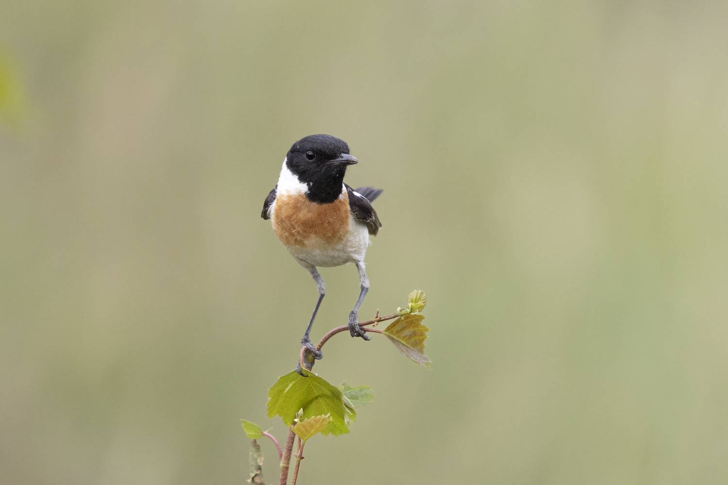 , Щепанов Дмитрий