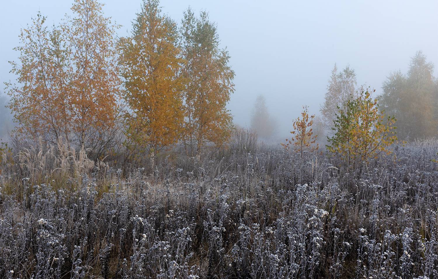 , Дмитрий Асеев