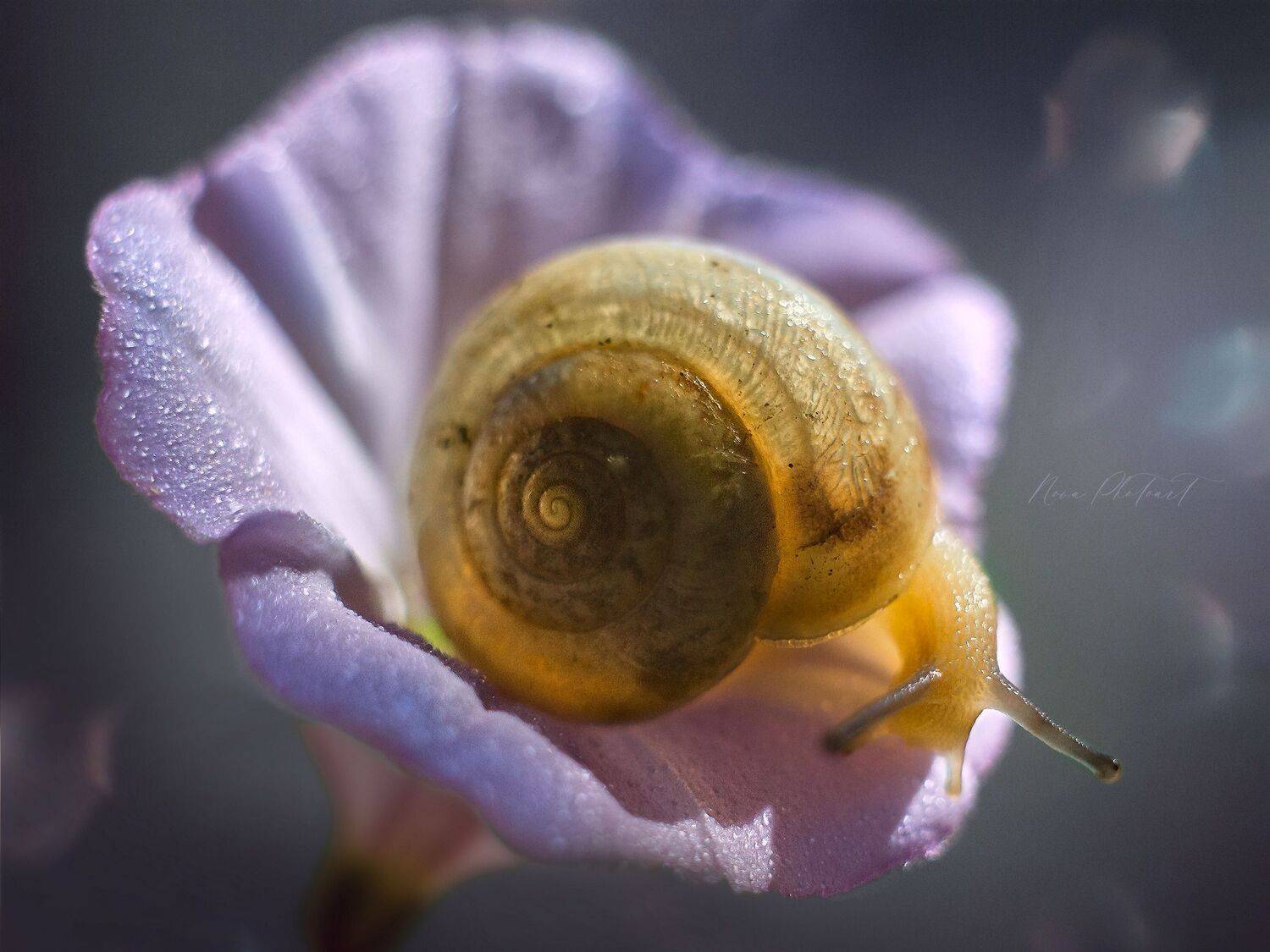 макро, макрофото, макросъёмка, макрофотография, улитка, цветок, свет, Svetlana Smirnova