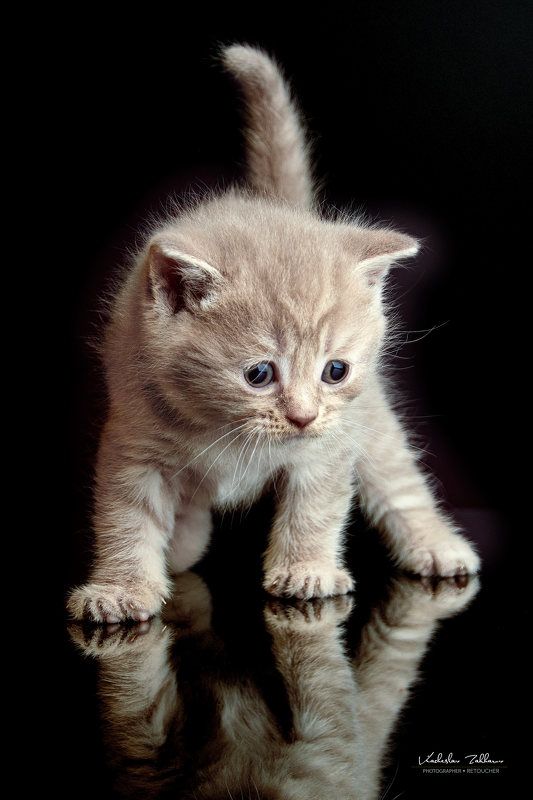 Cats фото превью