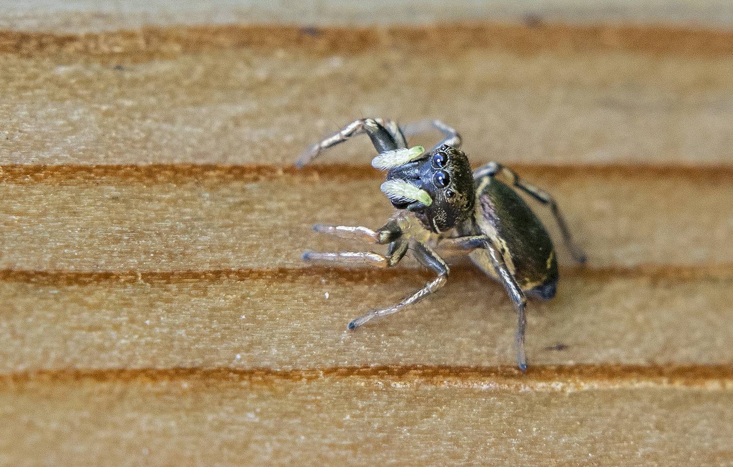 паучок, в защитной позе, макро, глазастый, Широких Александр