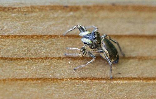 Паучок в оборонительной позе