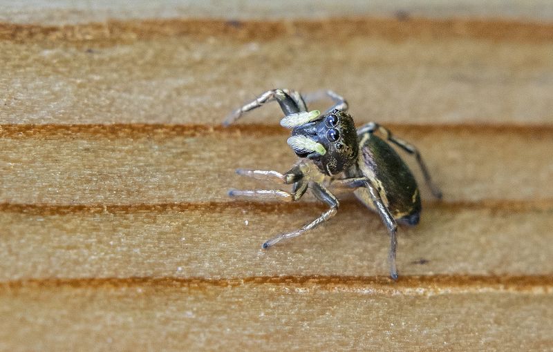 паучок, в защитной позе, макро, глазастый Паучок в оборонительной позе фото превью