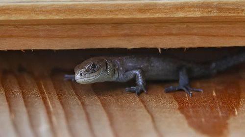 Спряталась