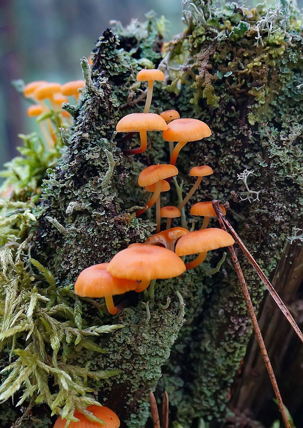 грибы, ксеромфалина, xeromphalina campanella, макро, лес, Широких Александр