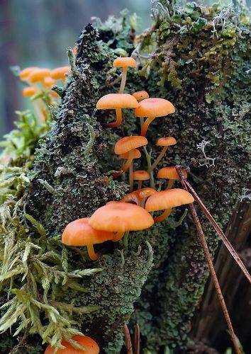 Грибы на старом пне_Xeromphalina campanella.