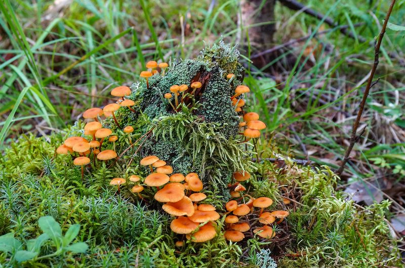 Ксеромфалина на пне фото превью