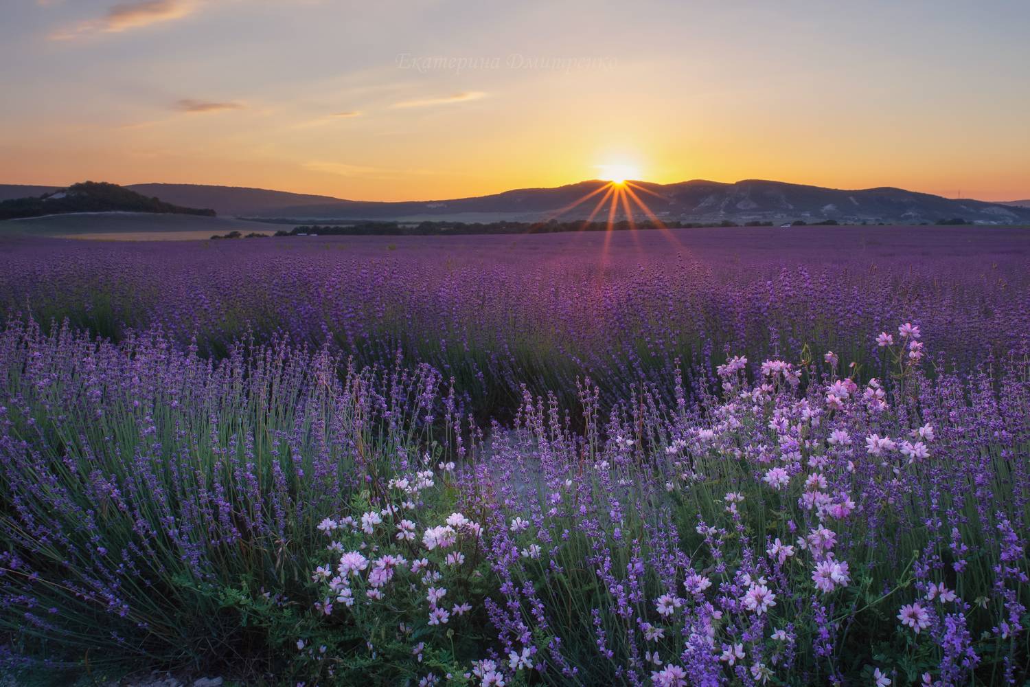 , Дмитренко Екатерина