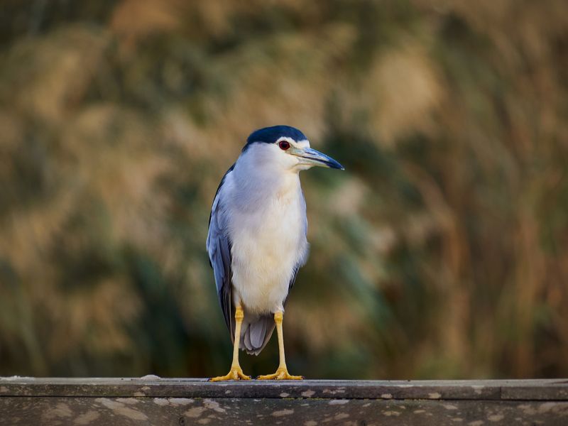 /// фото превью