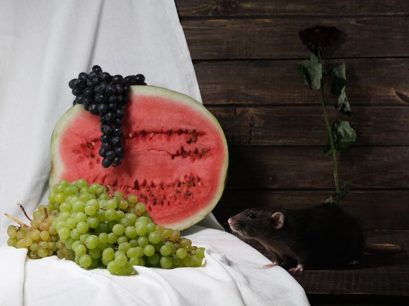 Крыса и виноград фото превью