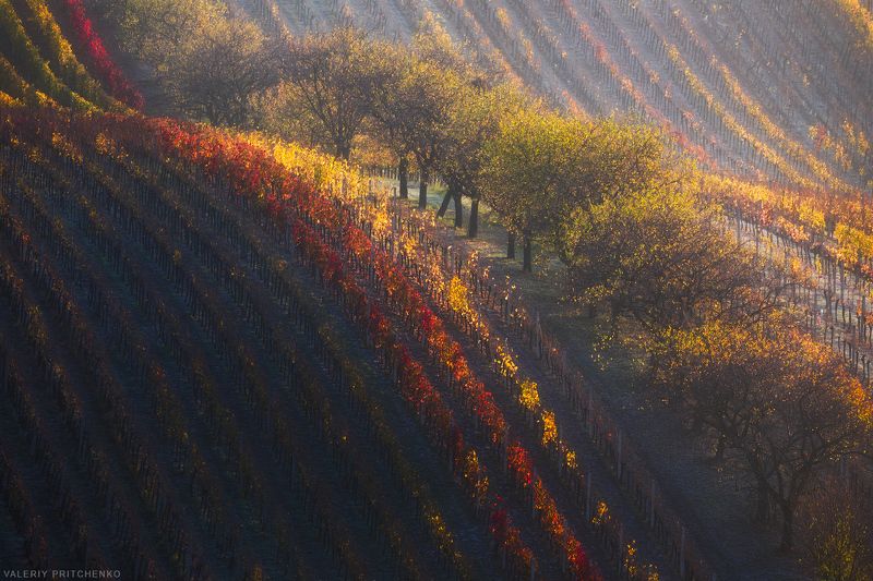 Осеннее морозное утро в виноградниках Южной Моравии фото превью
