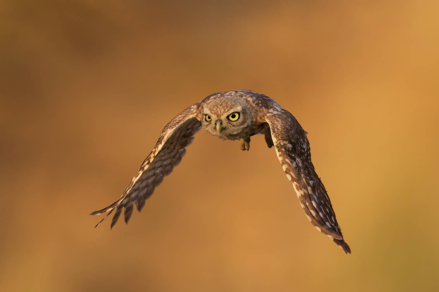 , Фруман Евгений