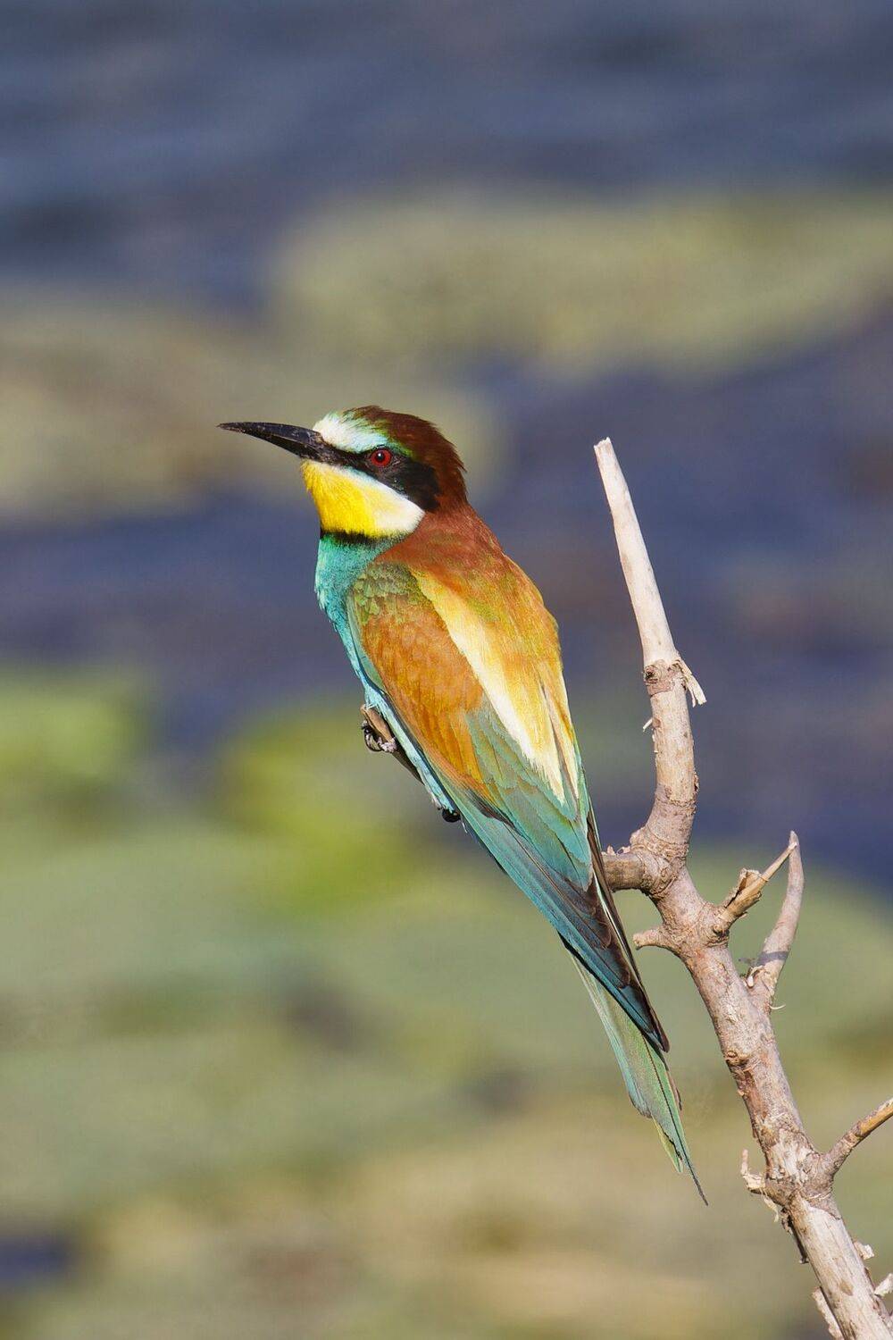 , Гильманов Артур