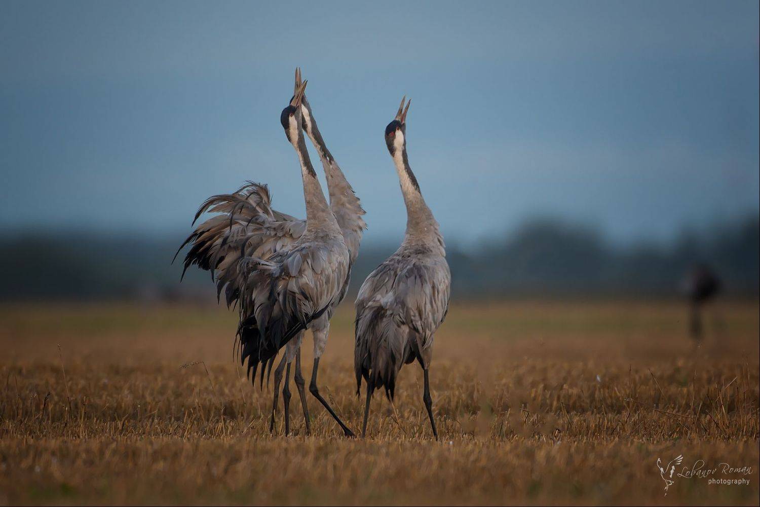 , Лобанов Роман