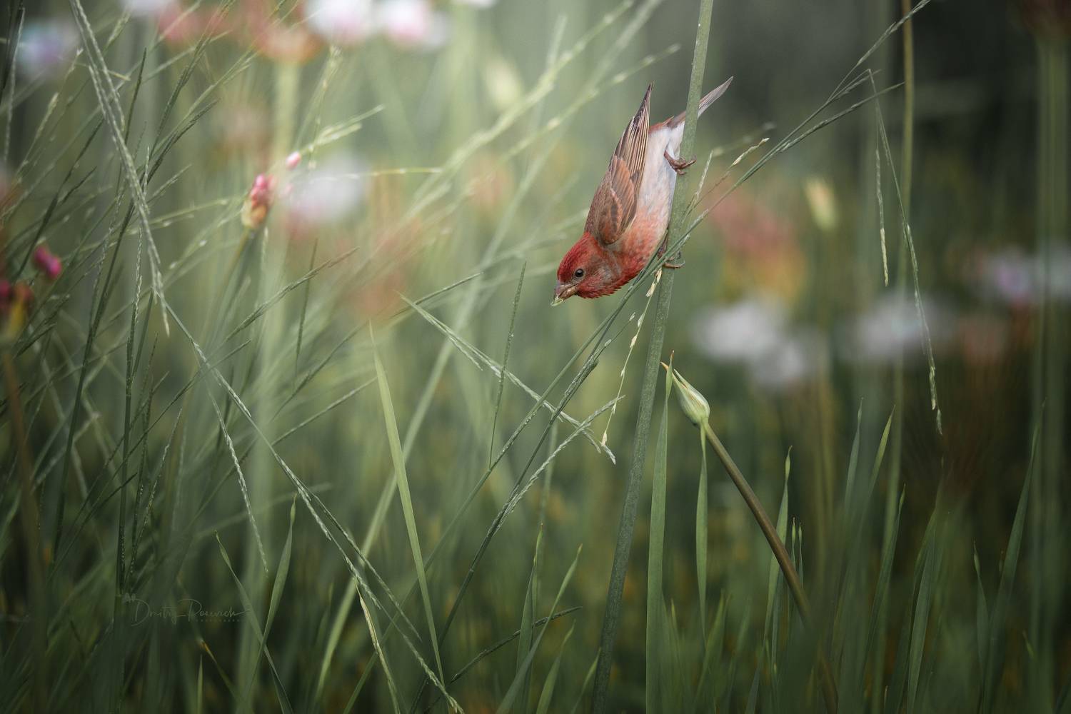 природа, лес, поля, огороды, животные, птицы, макро, Посевич Дмитрий