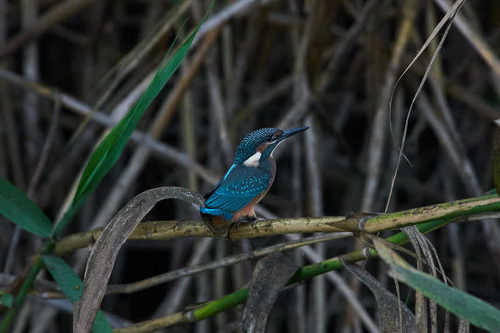 Alcedo atthis