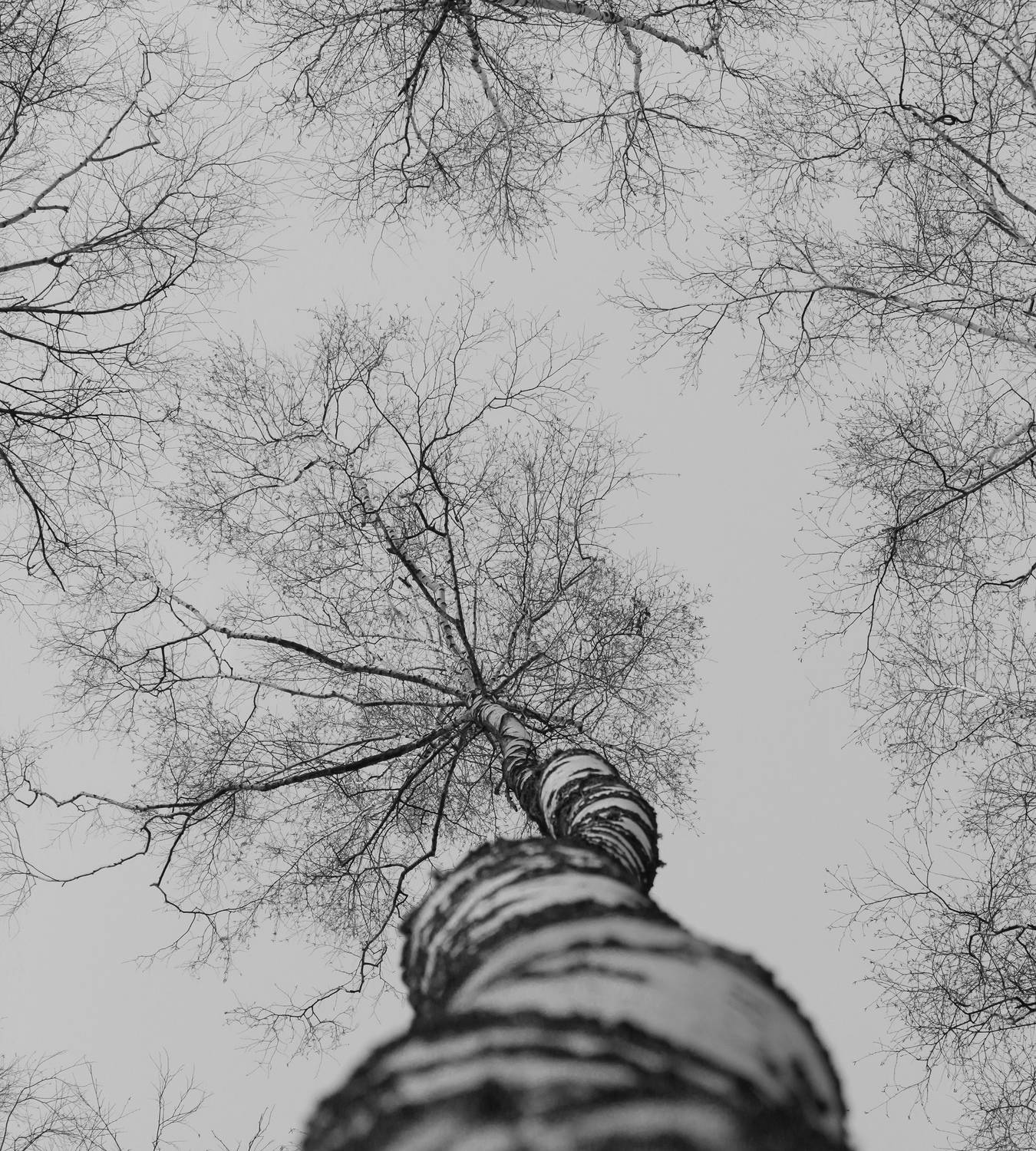 , Пронин Денис