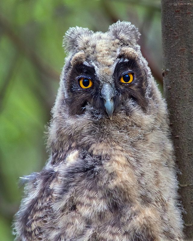 птенец, сова, ушастая, лес Птенец ушастой совы фото превью