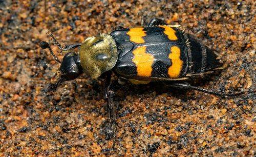 Nicrophorus tomentosus
