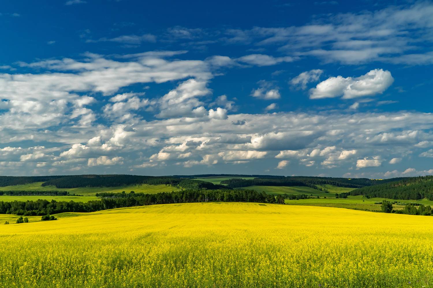 рапс, поле, сибирь, Тильпунов Михаил