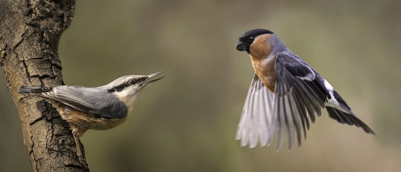 nuthatch and bullfinch фото превью