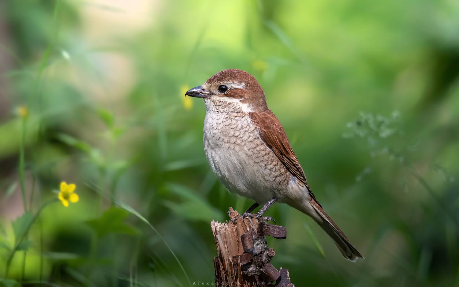 сорокопут-жулан, Круль Александр