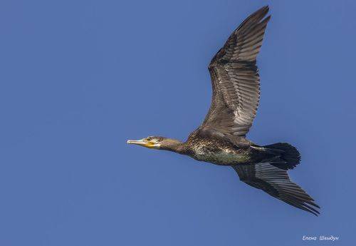 Great cormorant