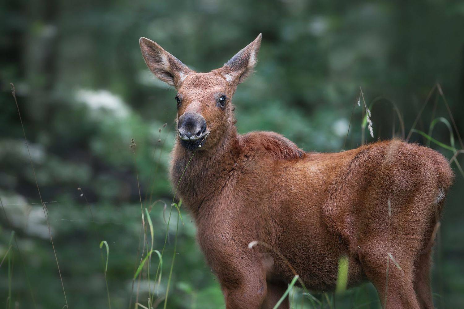 , Vyacheslav Lozhkin