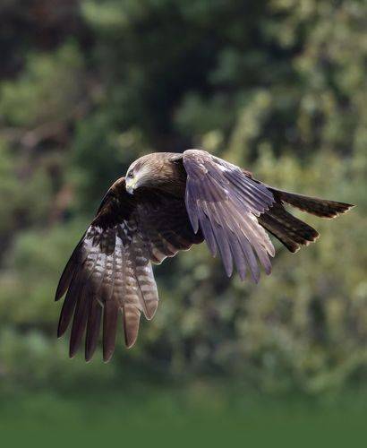 Коршун на охоте. (Milvus migrans)