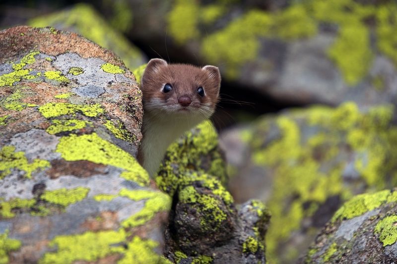 Кто здесь?! фото превью