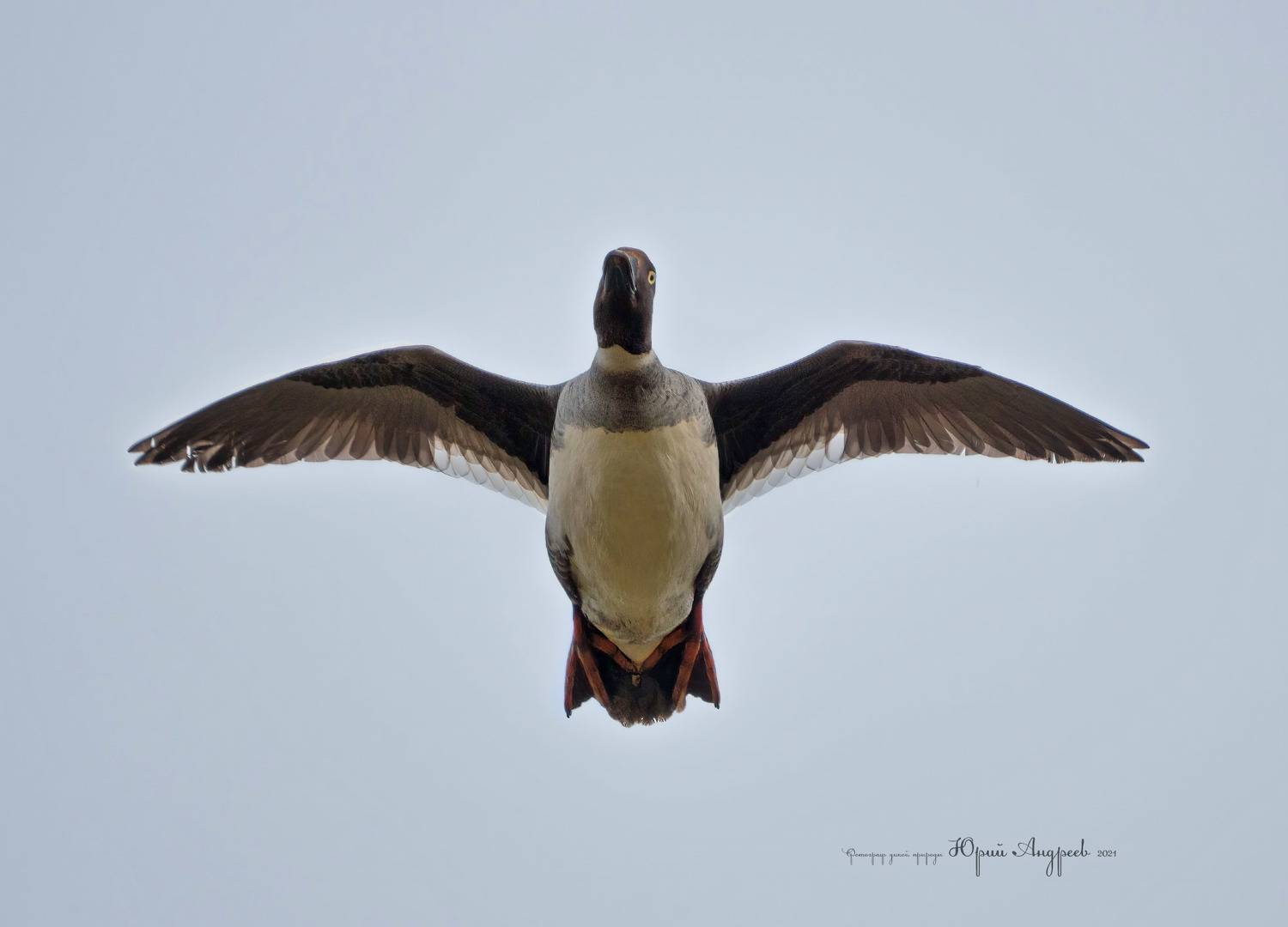 гоголь обыкновенный, Юрий Андреев