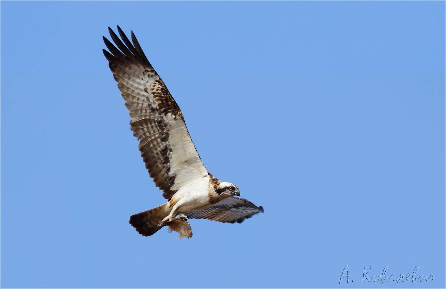 скопа, Ковалевич А.